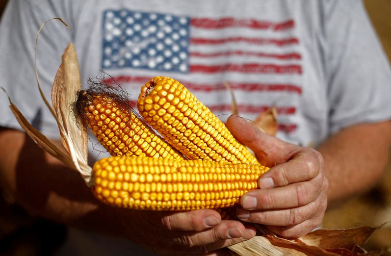 الذرة الأمريكية