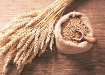 جورجيا تزيد وارداتها من الحبوب الروسية في عام 2025