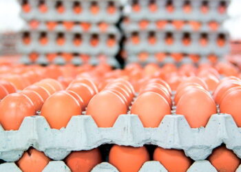 أوكرانيا تبدأ تصدير البيض إلى الخارج بمعدلات قياسية