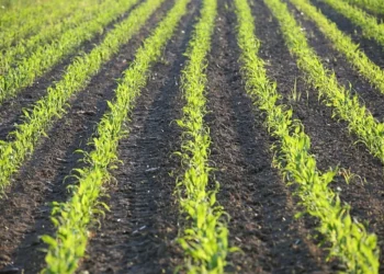 زراعة المحصول الثاني من الذرة تصل إلى 0.8٪ في البرازيل