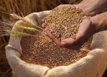 الاتحاد الأوروبي يصدر قرابة 22 مليون طن من الحبوب