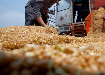 روسيا تطلق تداول الحبوب في البورصة الوطنية للسلع (NTB)