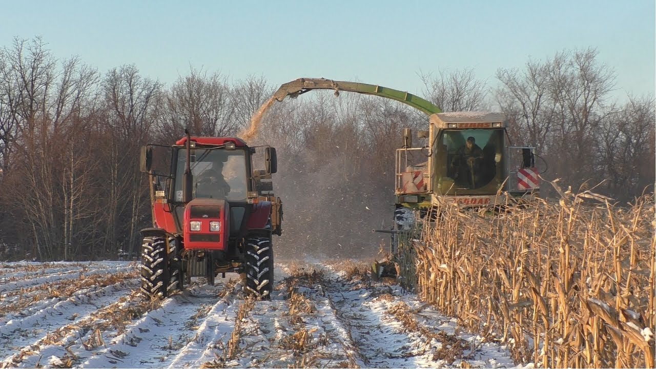 أوكرانيا| حصاد 27.7 مليون طن من الذرة و4.85 مليون طن فول صويا