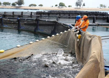 مصر تستضيف ورشة عمل إقليمية لتعزيز إدارة مصايد الأسماك بعروس البحر المتوسط نهاية يناير