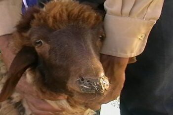 طاعون المجترات