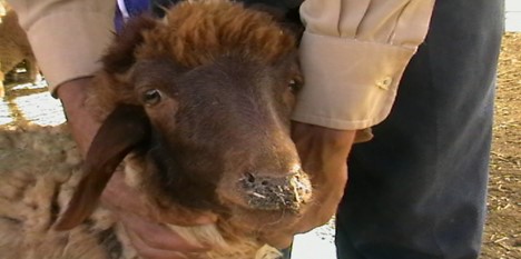 طاعون المجترات