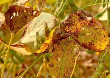 البرازيل تعلن أول حالة إصابة بمرض الصدأ الآسيوي في محصول فول الصويا 2025-2026 في باهيا