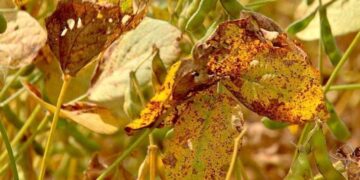 البرازيل تعلن أول حالة إصابة بمرض الصدأ الآسيوي في محصول فول الصويا 2025-2026 في باهيا