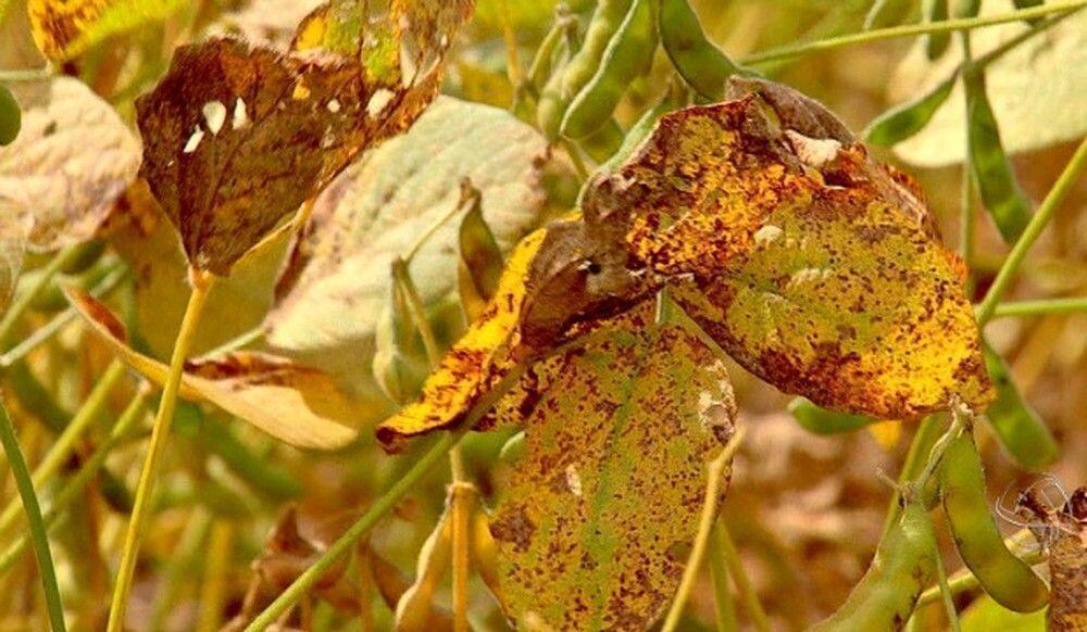 البرازيل تعلن أول حالة إصابة بمرض الصدأ الآسيوي في محصول فول الصويا 2025-2026 في باهيا