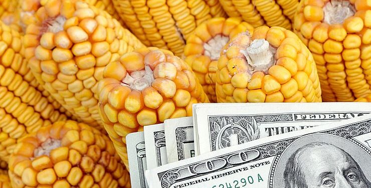 أسعار الذرة الأوكرانية
