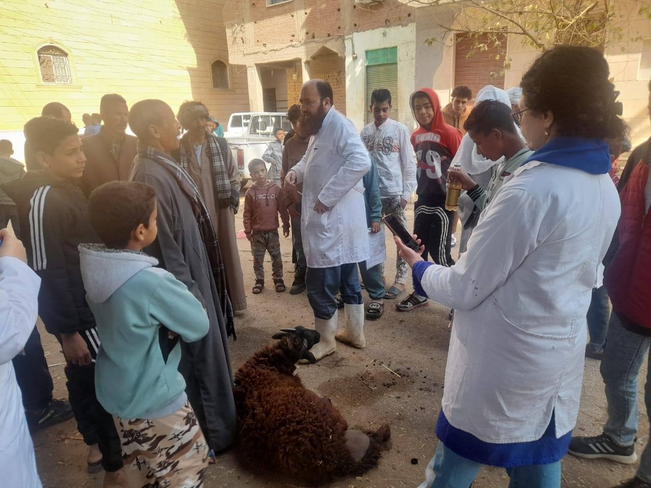 قوافل بيطرية