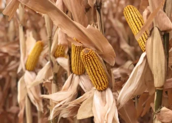 العقود الآجلة للذرة