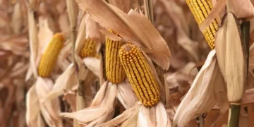 العقود الآجلة للذرة