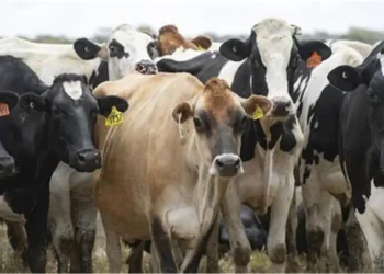 أعداد الأبقار في الولايات المتحدة تنخفض إلى أدنى مستوى لها منذ 75 عاماً