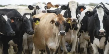 أعداد الأبقار في الولايات المتحدة تنخفض إلى أدنى مستوى لها منذ 75 عاماً