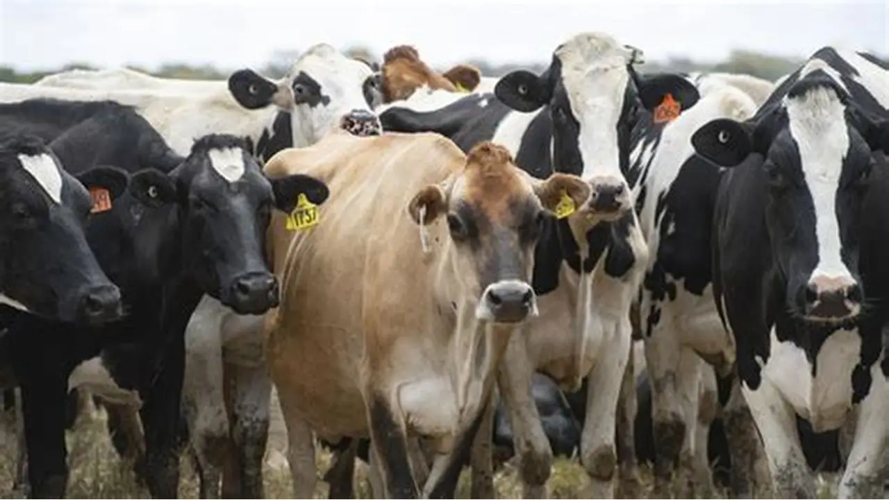 أعداد الأبقار في الولايات المتحدة تنخفض إلى أدنى مستوى لها منذ 75 عاماً