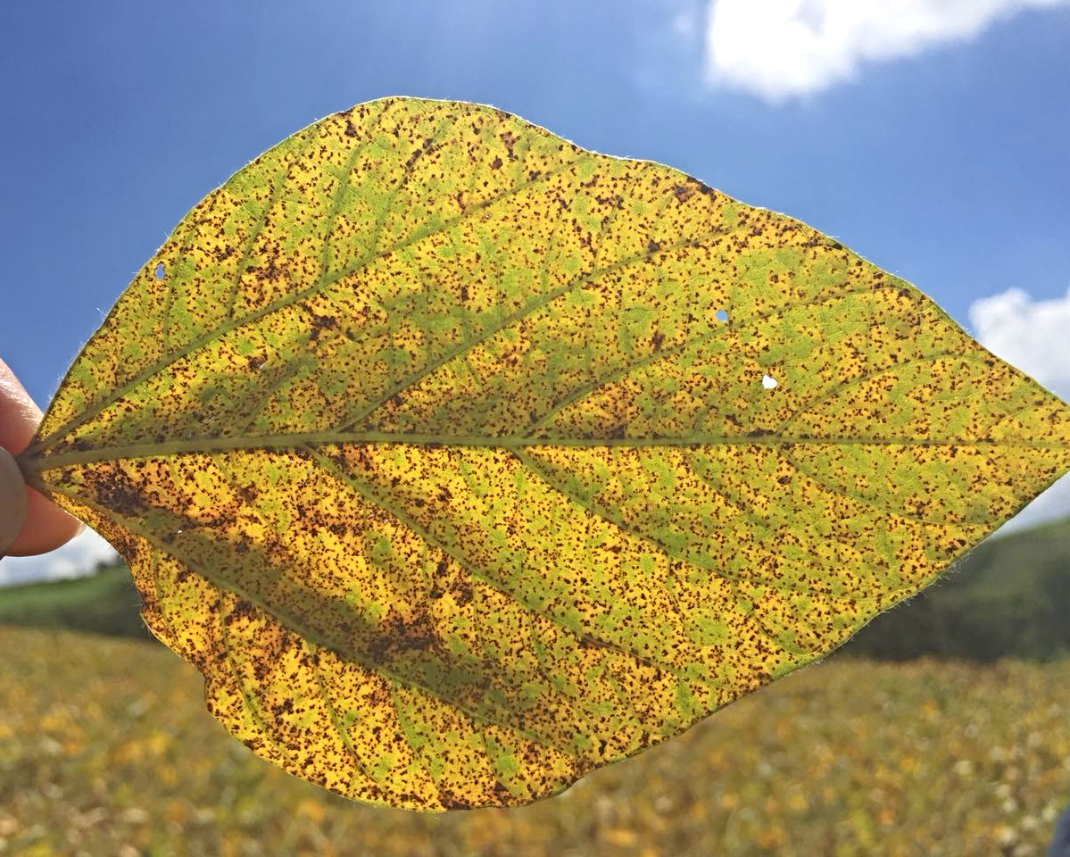 البرازيل تعلن أول حالة إصابة بمرض الصدأ الآسيوي في محصول فول الصويا 2025-2026 في باهيا
