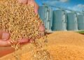 اتحاد الحبوب الكازاخستاني يرفع توقعاته لصادرات القمح والنخالة