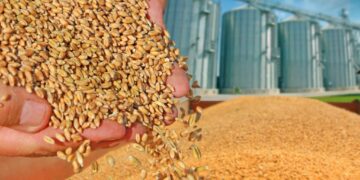 اتحاد الحبوب الكازاخستاني يرفع توقعاته لصادرات القمح والنخالة