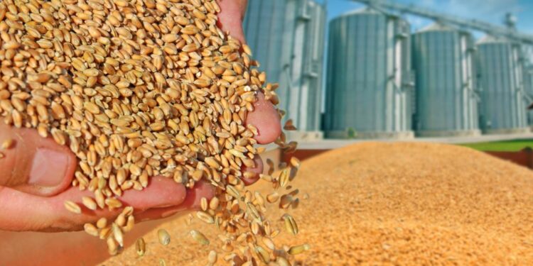 اتحاد الحبوب الكازاخستاني يرفع توقعاته لصادرات القمح والنخالة