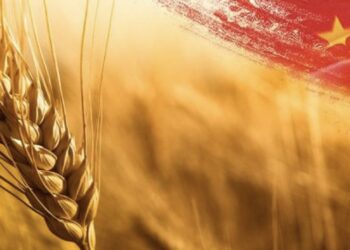 إنتاج الحبوب