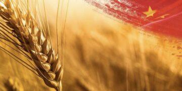 إنتاج الحبوب