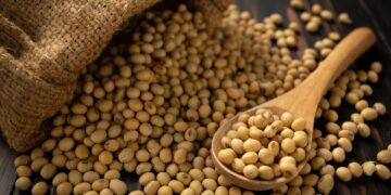 تركيا ومصر أكبر مستوردي فول الصويا الأوكراني في العام 2025