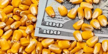 أسعار الذرة