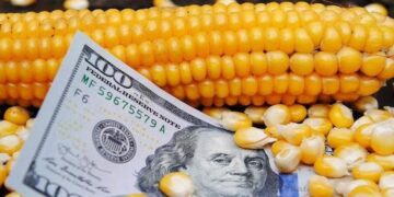 الذرة الأوكرانية