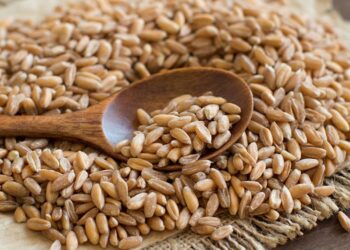 أسعار القمح الروسي ترتفع للأسبوع الثالث على التوالي