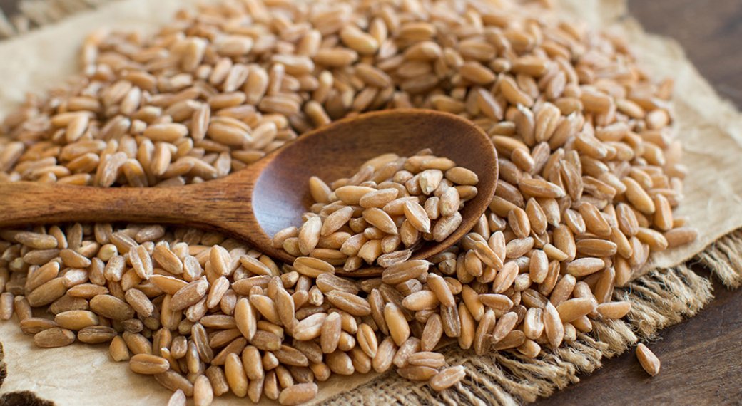 القمح الروسي