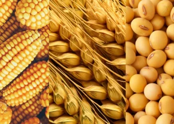 الذرة -القمح-الصويا