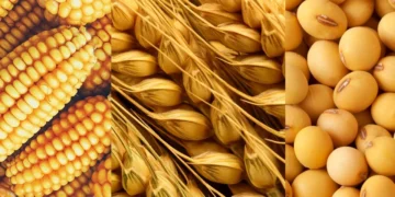 الذرة -القمح-الصويا