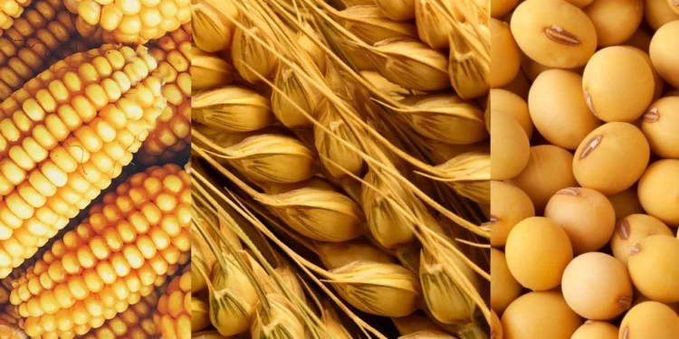 الذرة -القمح-الصويا