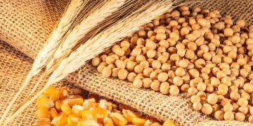 أسعار الحبوب في بورصة الحبوب تنخفض وسط عمليات جني الأرباح وانتعاش الدولار