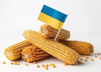 باستثناء الذرة.. أوكرانيا تخفض صادرات الحبوب في يناير