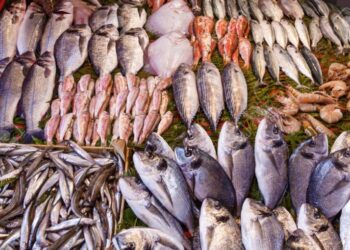 أسعار السمك