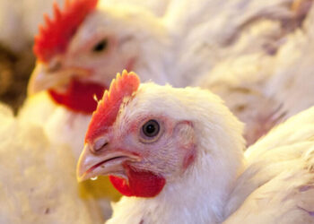 أسعار الدواجن