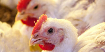 أسعار الدواجن