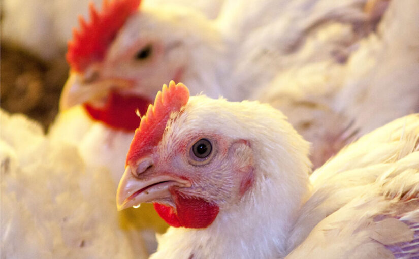 أسعار الدواجن