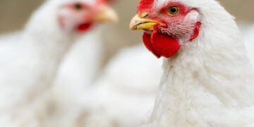 أسعار الدواجن