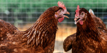 أسعار الدواجن