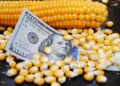 أسعار الذرة