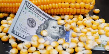 أسعار الذرة