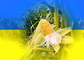 أسعار الذرة