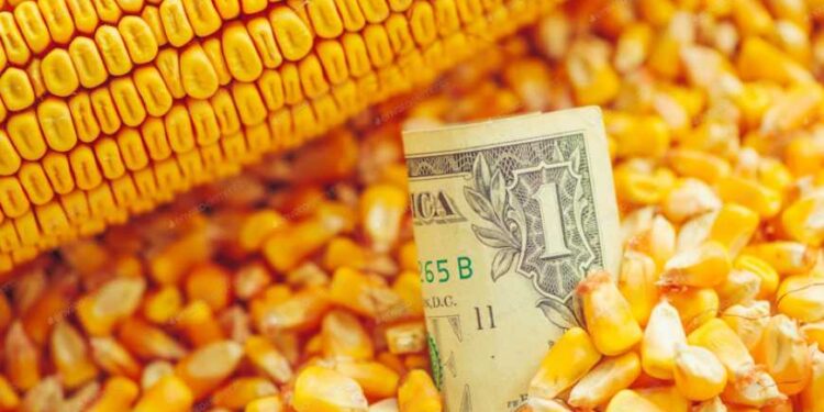 أسعار الذرة