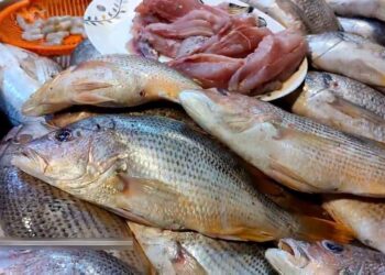 أسعار السمك