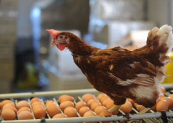 أسعار الدواجن