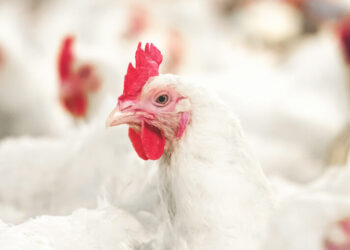 أسعار الدواجن