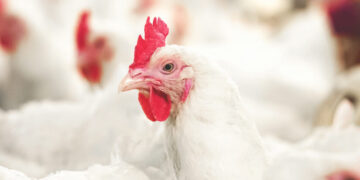 أسعار الدواجن